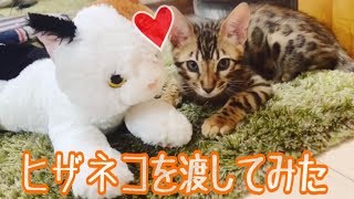 ヒザネコをベンガル猫一家に与えるとこうなります