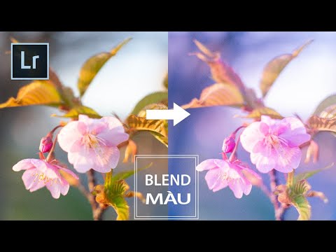 Màu Mơ - BLEND MÀU | Phối màu MƠ cho Bức Hình | Lightroom