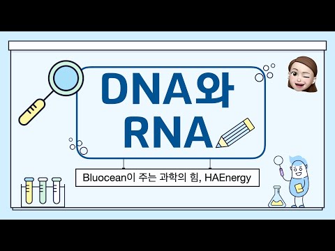 24. DNA와 RNA #DNA #RNA #뉴클레오타이드 #인산 #당 #염기 #2중나선구조 #단일가닥구조 #염기의상보결합