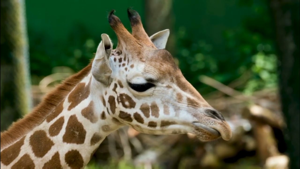 Animals Wildlife | Meditation Relaxing Music | Nature Sounds | 4K Nature Music Library