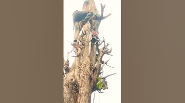 Woodworking skills technique largest tree felling project #shortvideo #chainsaw #woodworking