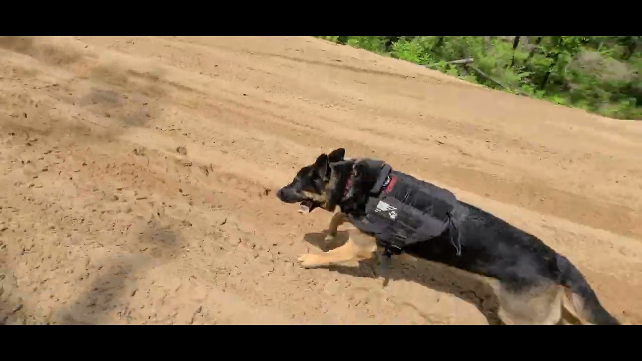 Bull gap michigan Nyx the german shepherd runs hill YouTube
