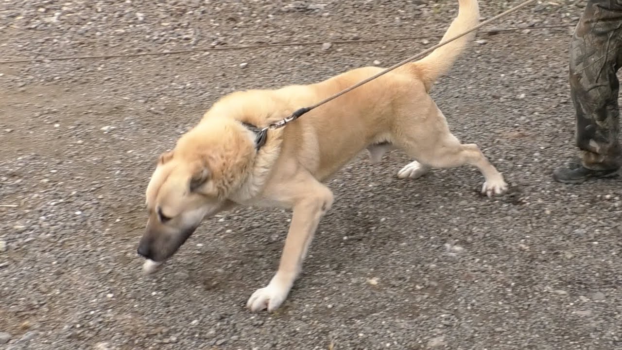 -ZA RASNOG KANGALA SPREMNI SU DATI PRAVO BOGATSTVO -