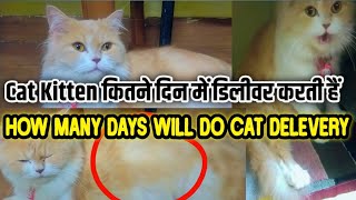 Cat Pregnancy Symptoms | pregnant cat kitten delivery days All | How many days will do cat delivery
