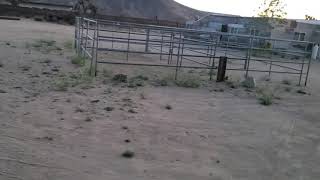 Bobcat Hanging Out In Pioneertown Corrals