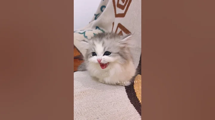 Watch the video about 🐾A Tiny Kitten Is Coming to You! So Adorable!😆#cute #cat #kitten #meow #funny