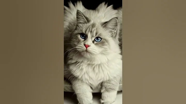 Video 11266041: persian cat pet love, persian cat funny pets, persian cat pets cute