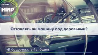 Оставлять ли машину под деревьями?