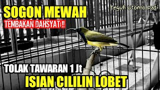 SOGOK ONTONG GACOR DOR ISTIMEWA TEMBAKAN RAPAT ISIAN CILILIN LOVEBIRD