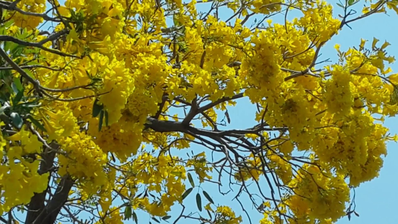 เหลืองปรีดียาธร Tree of gold flower YouTube