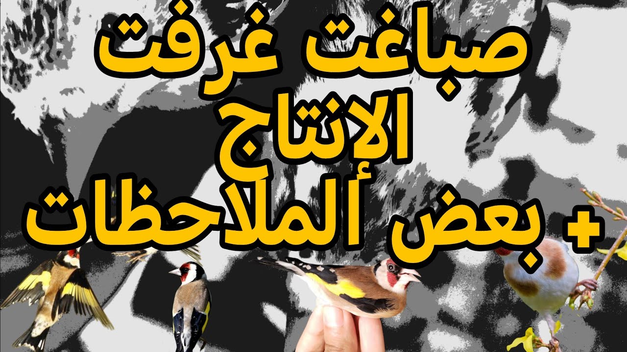 حان وقت وضع الأزواج في الأقفاص 😊 