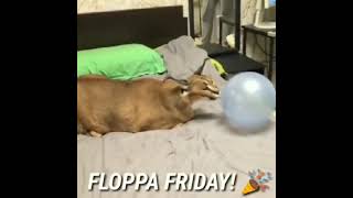 Floppa Friday Epic