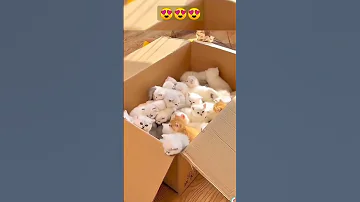 اروع طلبية قطط كيوت بالعالم طريقة طبخ القطة كيوت قطط كيوت قطط مشاكسه قطط مضحكه مليون Shorts Cat 