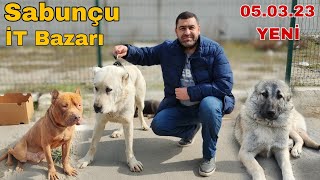 Sabunçu İT Bazarı 05.03.23 Tibet Mastifi 👍