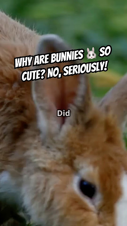 Why Are Bunnies So Cute? 🐇💖