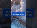 Учёные зафиксировали…