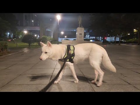 새벽1시 "Walking Through the Night at 1 A.M"