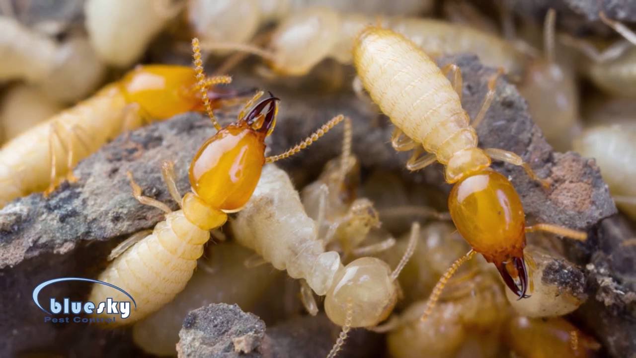 Best Practices to Keep Your Home Protected from Termites in Phoenix, AZ.