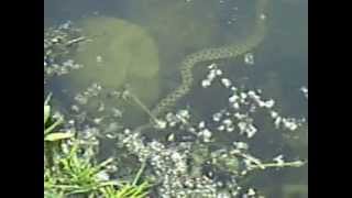 Su Yılanı Kurbağa Yakalarken