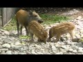 うり坊　イノシシの子 wild boar piglets 20130920