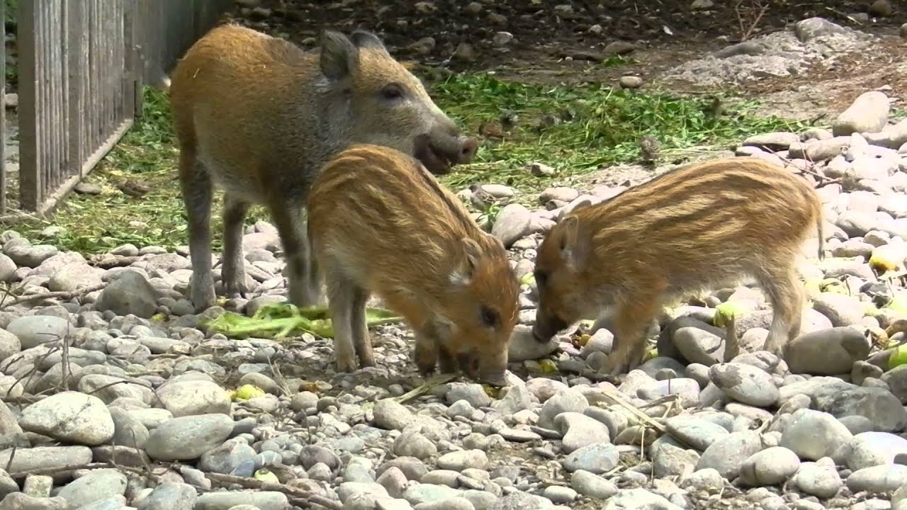うり坊 イノシシの子 Wild Boar Piglets 1309 Youtube