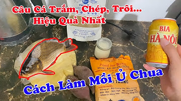 Cách Làm Mồi Ủ Chua Câu Cá Trắm, Chép, Trôi Hiệu Quả Nhất