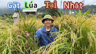 Harvesting Rice In Japan On A Rainy Day. The Rice Is Heavy With Grain, A Bumper Crop Year.