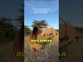 4 Hewan yang Bisa Punah Sebentar Lagi🐾🌍