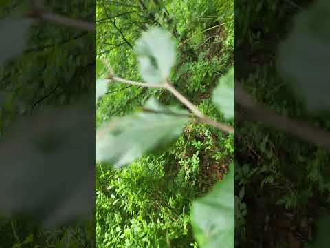 nature trail waterfall