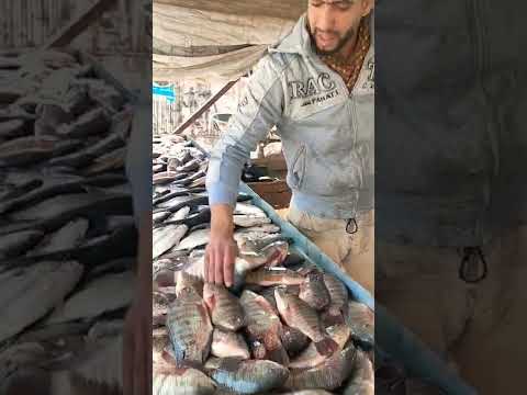 انواع الأسماك الطازجه بسعر اليوم بكفر الشيخ تعالى شوف بنفسك كل حاجه حلوه وكل عام وانتم بخير وصحة