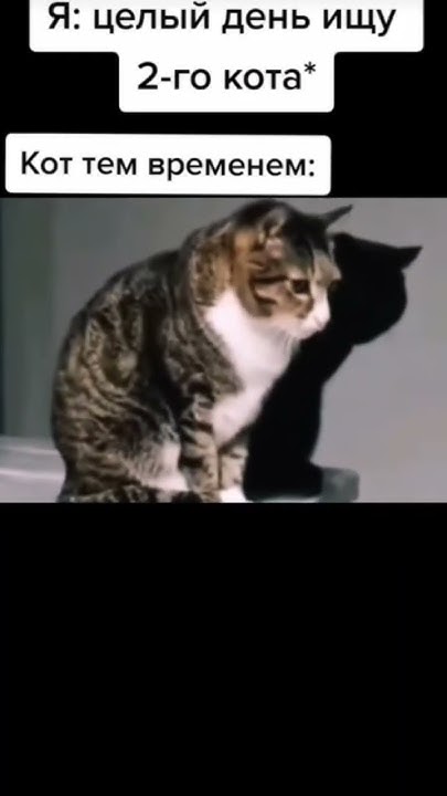 мем с котиками #cat #мем #топ #мемы коты #мемы - YouTube