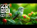 Astonishing Animal Spectacle 4K HDR | with soothing relaxing music (dynamic colors)