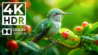 Astonishing Animal Spectacle 4K HDR | with soothing relaxing music (dynamic colors)