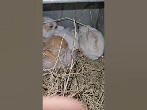 Baby bunnies grow so fast! - YouTube