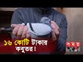       pigeon price  somoy tv