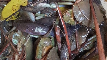 ĐI THĂM LÚ 12 CỬA NGỤC CUA NHIỀU