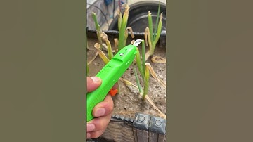 Technique for cutting leaf branches using unique scissors #shorts