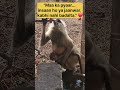 Maa Ka Pyaar ❤️🐒" #orignalrecord #blog #wildlife