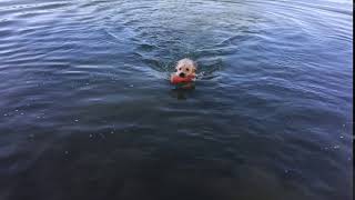 Puppy Hattie Retrieves Orange Toy in Lake by Kerry Barbero 13 views 3 years ago 8 seconds