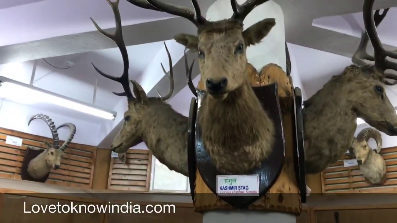 Kufri Nature Park and zoo near Shimla YouTube