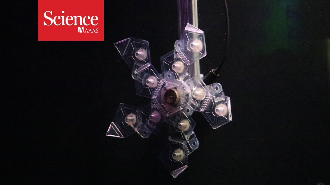 Watch this origami fish grabber nab a deep-sea squid