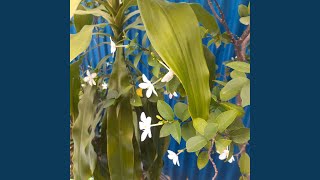 Wajahmu Dalam Mimpiku