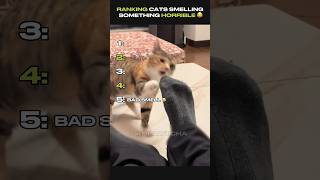 Ranking Funniest Cats Smelling Something Horrible 😂