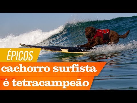 Vídeo: Onde Assistir O Campeonato Mundial De Surf Dog Na Califórnia