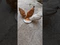 Always Give Yourрџ ђ Chickens Carrots Chicken Carrots Animals Always Give Yourрџ ђ Chickens Carrots Chicken Carrots Animals