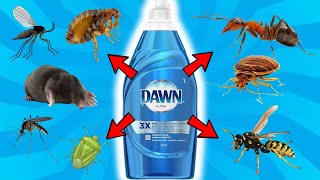 DAWN DISH SOAP: Ultimate Pest Control For BEDBUGS, ANTS, GNATS, FLEAS, BUGS, WASPS, MOLES, MOSQUITO