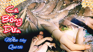 Cách Câu Cá Bống Dừa Mới Hể Câu Là Dính Con To P1 | Nhái Bầu Miền Tây BT