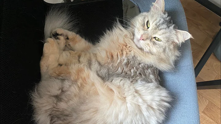 Video 3704971: siberian cat, cat cutecat, fluffy cutecats