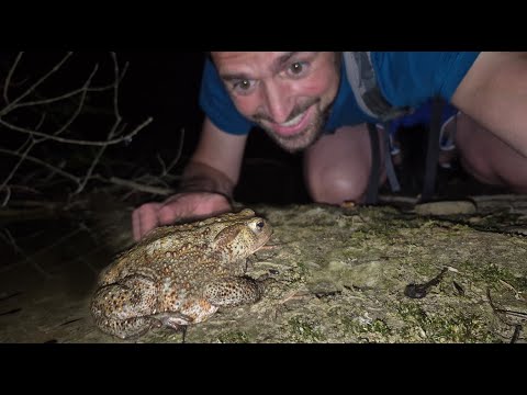 The Stream at Night: FIREFLIES, LEECHES and HUNGRY FISH!
