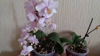 Почему орхидеи сбрасывают бутоны. Одна из наиболее распространенных причин.